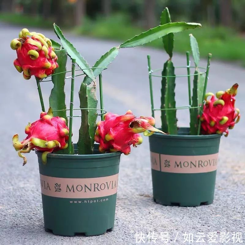 养护|这六种盆栽,能看还能吃,家里养一盆,清雅又别致