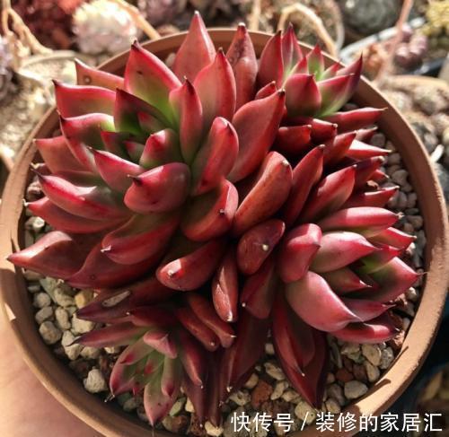 火狐狸|4种高颜值多肉，在家养一盆，好像艺术品，花友：后悔没早点养！