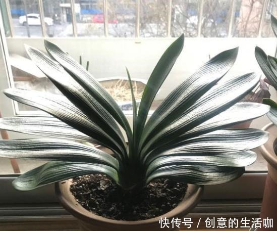 家庭养君子兰,放在哪里好根据“季节”选位置,叶子油亮花满盆!