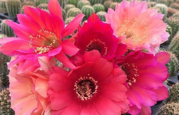 夏天在家养这几种花,耐旱耐热易养护,开出的花朵美观大方