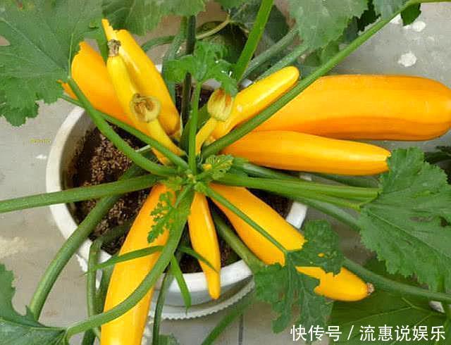 别人花盆种花,婆婆在花盆“种瓜”,长相似“香蕉”,口感好
