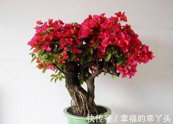 三角梅盆景造型设计注意几点,简单实用了解一下吧