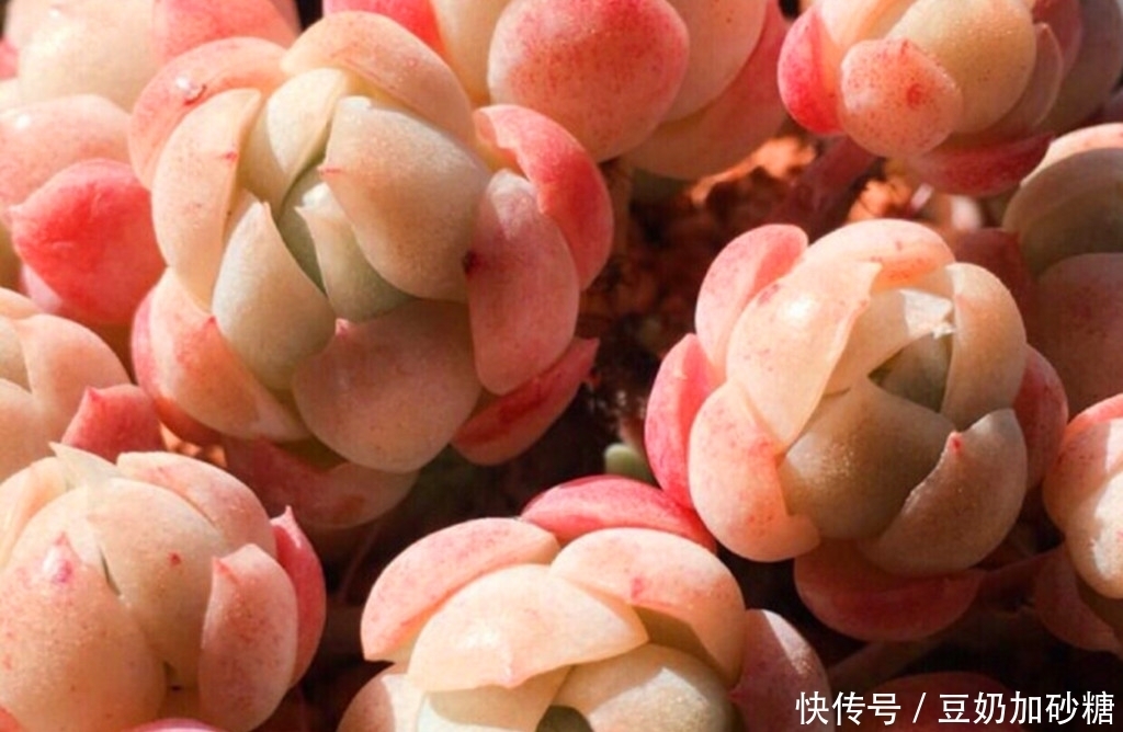 徒长|这些多肉夏天可以不遮阳,因为不容易晒伤,但遮阳很容易徒长