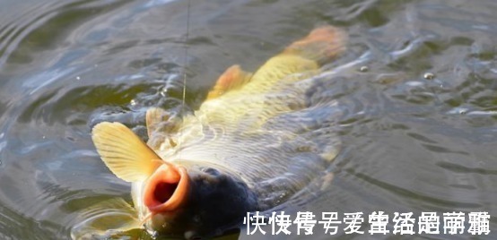 钓友们|端午后别用蚯蚓了,70岁老渔翁教你3招,新手10分钟钓上10斤大鱼!