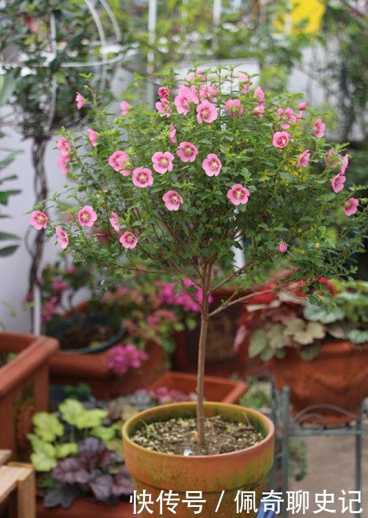 养花试试这几款,花开繁盛花香怡人,惊艳如花球,美翻了