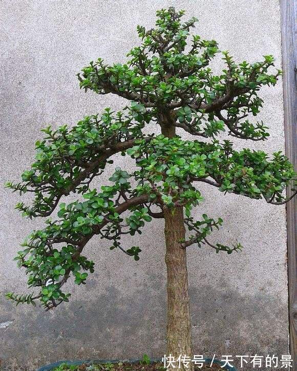 老桩|养金枝玉叶,做到“3多1少”,能快速养成老桩,价值高