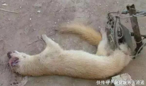 为什么老一辈人说黄鼠狼不能杀?科学研究表明,果真不能杀