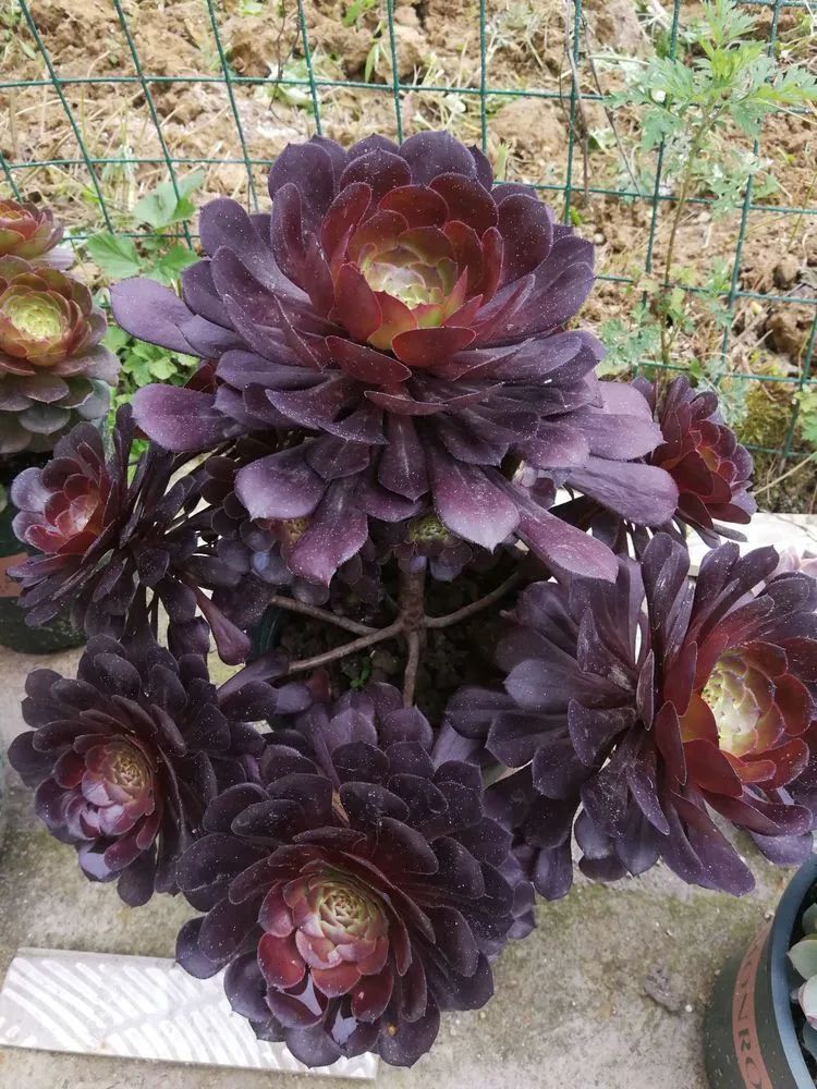 养多肉两年,200多盆养死的不到10盆,记录点点滴滴!