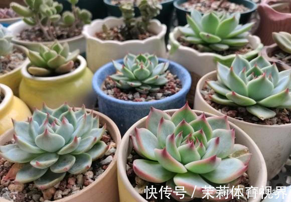 进阶|养多肉，经验很重要，5点必看知识点，帮你快速进阶成大神