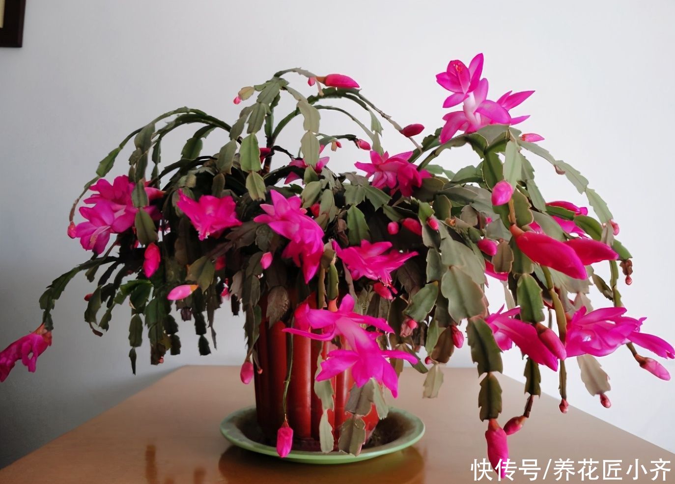 春季蟹爪兰叶片打蔫不精神,教你做4步,叶片变饱满,不停冒新叶