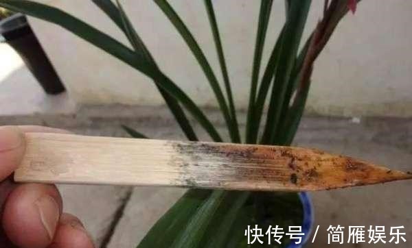 花卉|悄悄告诉你,养花高手都会的10个“小妙招”,学会以后,事半功倍