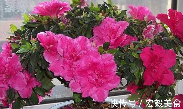 养花|栀子花、茉莉花、都爱喝“1种液体”,用后叶子绿、开花旺