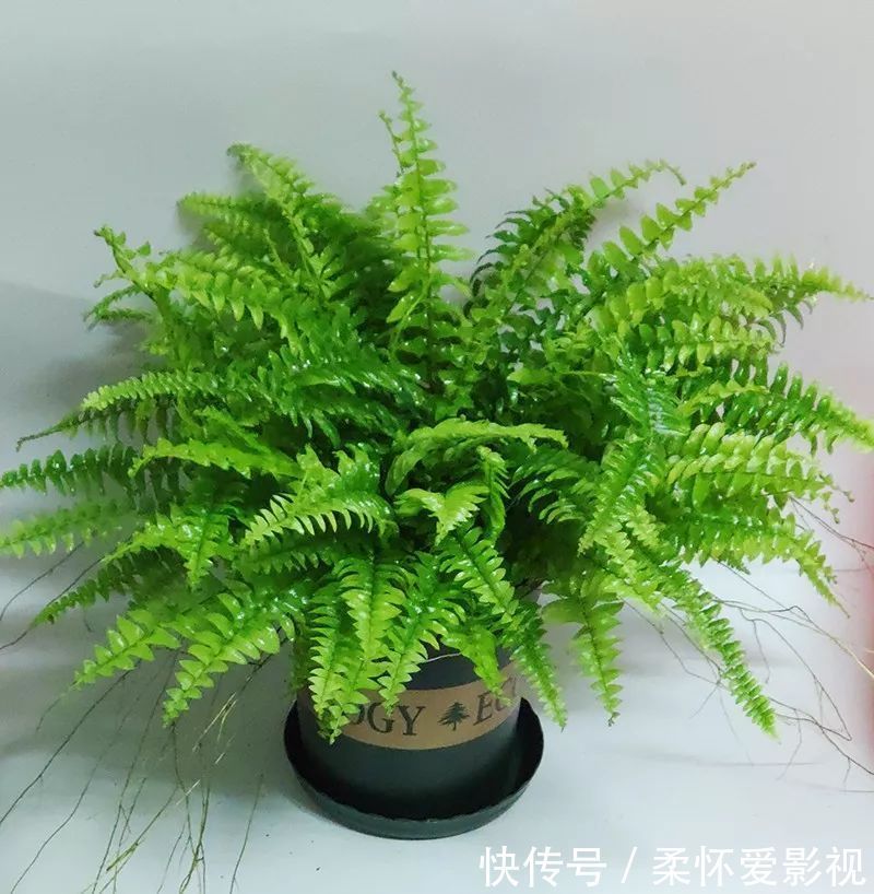 长寿|要想身体健康长寿,家庭必备的几种植物!