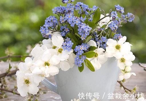 注意这些细节,茉莉花就很好养活了