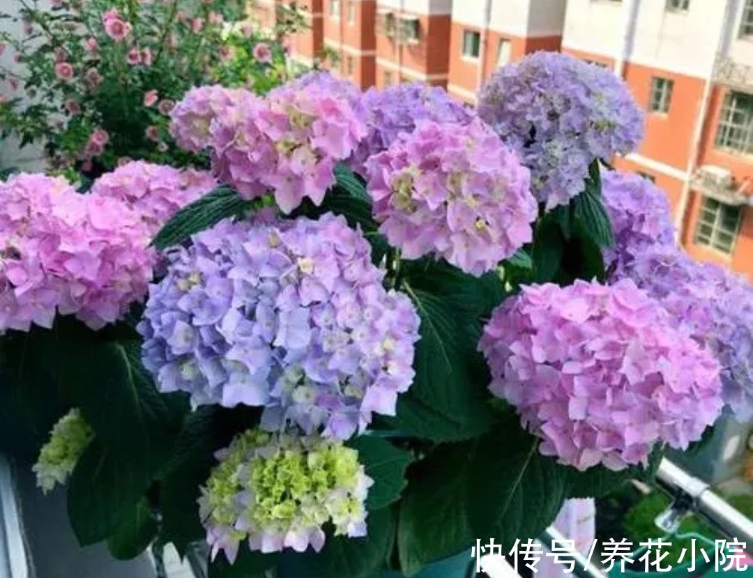 3种花要休眠，抓紧补上一次“冬肥”，春天新芽长得旺