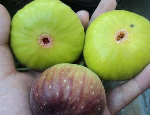 好身体全靠吃，吃以下食物，缓皱纹生长，肌肤更水嫩，人也更年轻