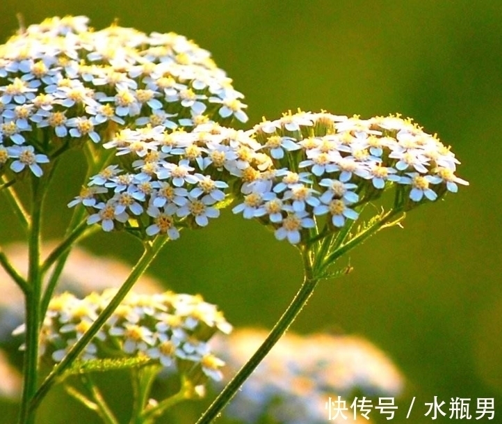 阿基里斯&此花小巧玲珑可爱,充满了诡异与神秘的色彩,寓意为粗心大意