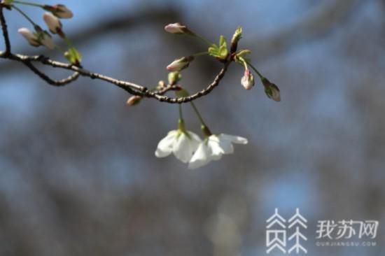 普陀宗乘之庙|“消息树”落幕 南京鸡鸣寺樱花树将进入盛花期