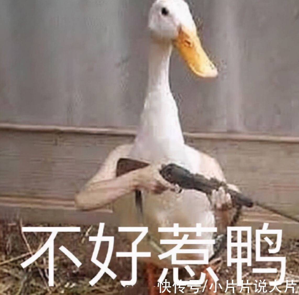 紅了20年的《快樂大本營》，這次是真的「退圈」了