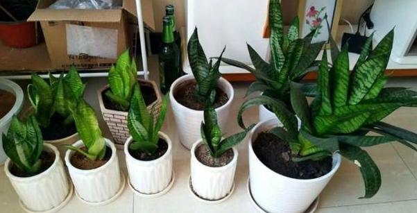 7月室内盆栽虎皮兰，不想它茎叶枯萎，养护就得注重这3细节