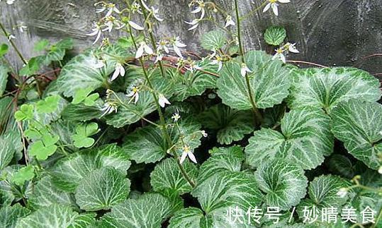 金线吊芙蓉|这一种长在岩缝的野草,人称“金线吊芙蓉”,能祛风还可以治风疹