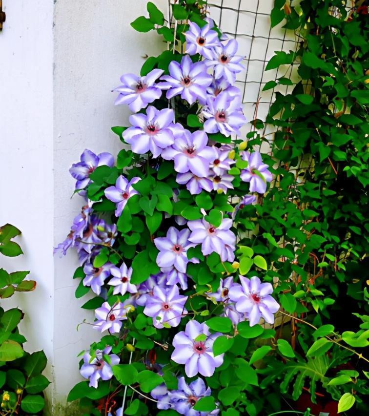 3月最适合养这8种花,开花又大又多,如锦似绣,美翻整个家