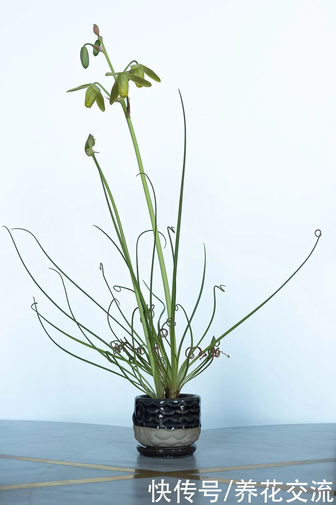 6种特别怕热的花卉，度夏要多注意几点，夏天容易挂，养护要谨慎