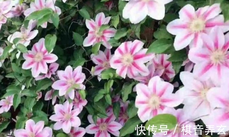 4种漂亮花，好养易活能爆盆，浇水就疯长，开花爆盆很容易