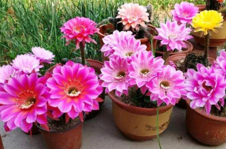 四季海棠|家里养此款花卉,不用管就“爆盆”,还开出漂亮的花!