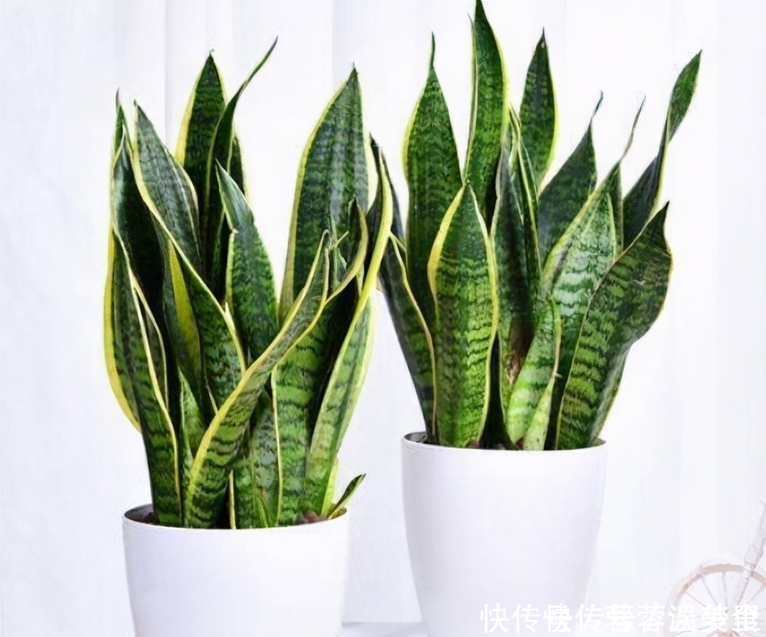 吸毒草|人养花、花也养人！这些花养在家里，干净又卫生