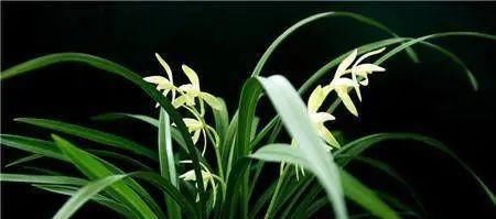 你觉得兰花怎么样？