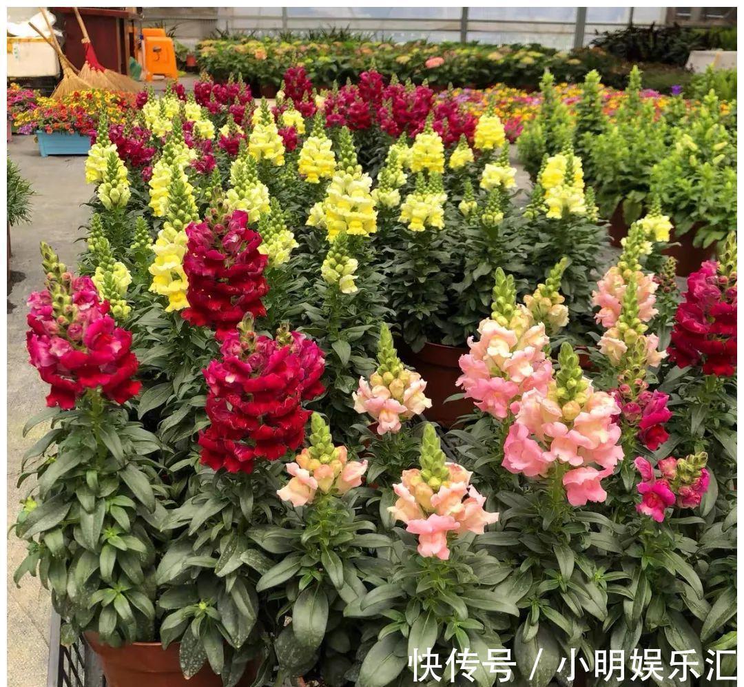 金鱼草|6种“漂亮花”,五块钱买一盆,持续开花200天,太便宜了