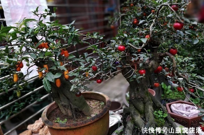 树桩|这种植物的果子挂枝头很像灯笼，是观果盆景的上好品种，你喜欢吗