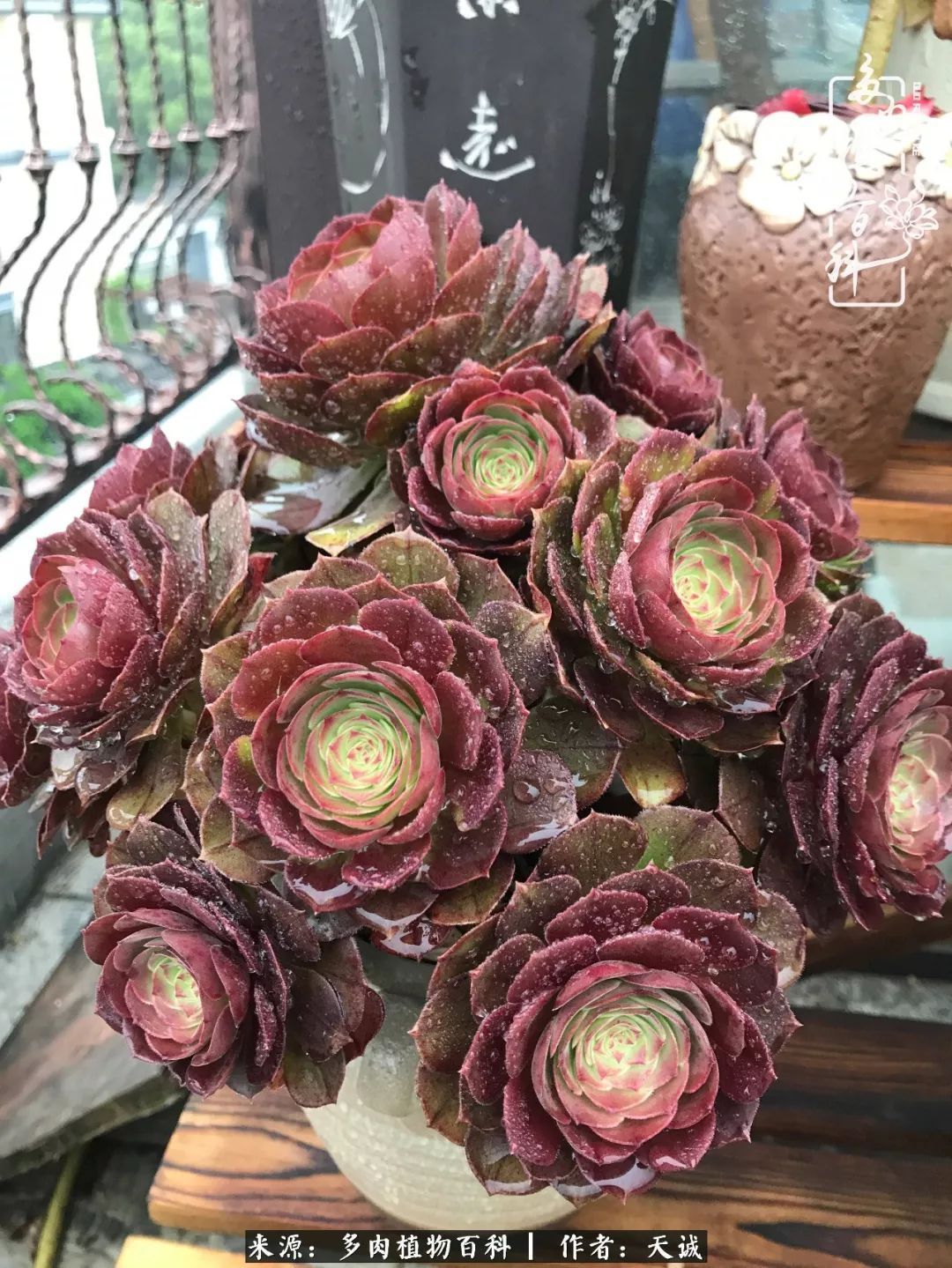 吃饱喝足，包邮区的多肉养精蓄锐准备渡劫！