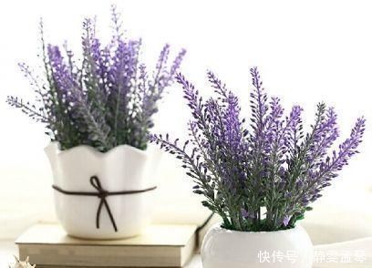 养花总是烂根,盆土中加点东西,养花再不用担心会烂根了