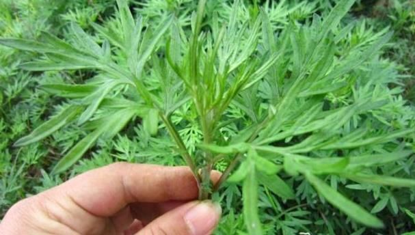 用它煮水泡了一个月的脚,体内湿气居然消失了!身子也轻快了