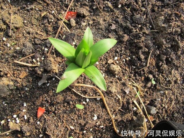 竹签|万能的浇水“神器”，只需一根小吸管，专治各种烂根烂叶！