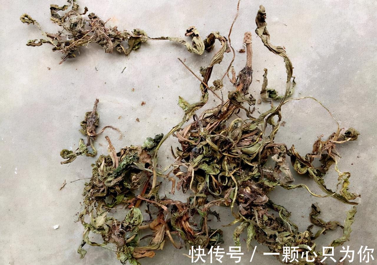 蒲公英泡水|中药新发现?蒲公英能杀死96%癌细胞?真相到底是如何?