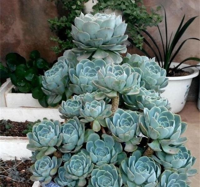 多肉越养越小,干瘪干枯看这里就知道了,这么做还“有救”