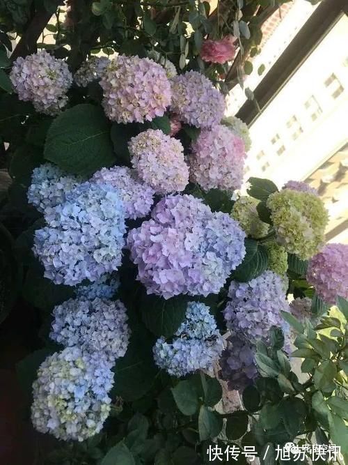 花期|“最累”的8种花,花开连续几个月,一次开花几百朵!