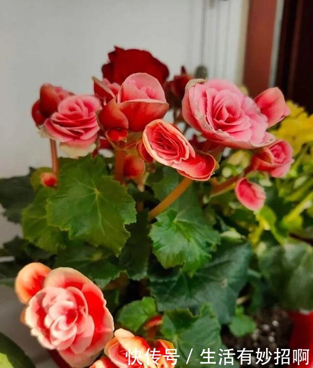 10种花,春天不能晒,躲屋里最安全!10种花,春天不能晒,躲屋里最安全!