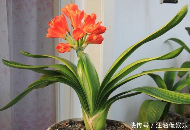 君子兰不开花,却不知道问题在哪老花匠这些地方有讲究