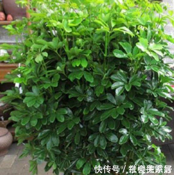 种花|养花就养4种花，好养易活花量大，寓意吉祥人人爱，家里养真适合