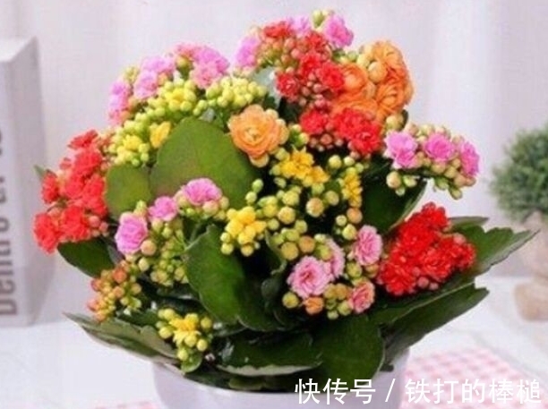 冬天就养这些开花植物,养护的好整个冬天花开不断