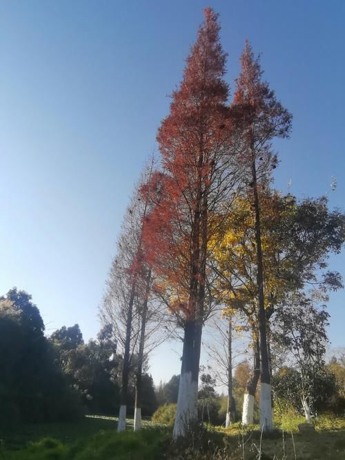 周末，来一场冬游，竟看到两季景色