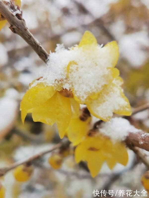 院子|5种花，冬天的院子也能种，院子照样色彩斑斓