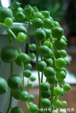 光照|办公室种多肉从没活过,种上如下几种分分钟爆盆,懒人大爱