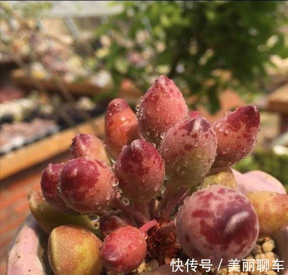 一毛钱的小东西,碾碎了浇花长势壮,扦插生根快,开花一倍