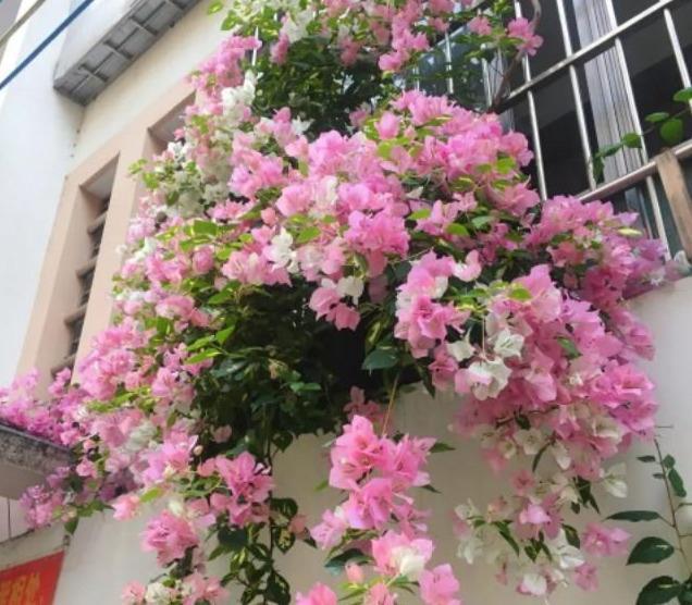 想在家里养养花，新手应该如何选购合适的花卉