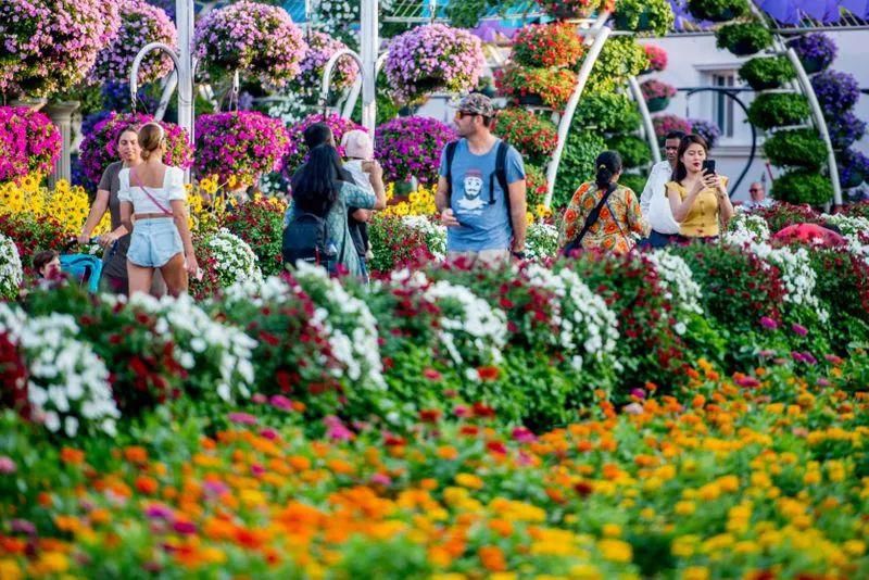  游客|迪拜奇迹花园今天重新开放，以1.5亿朵鲜花来迎接游客